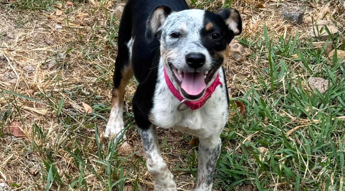 Chiens à adopter